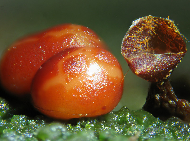 Trichia botrytis